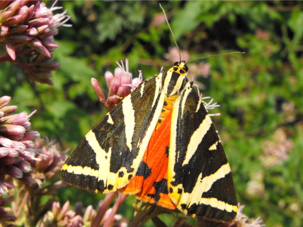 Farfalla da determinare - Euplagia quadripunctaria